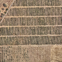 todolivo_rabanales_rgb preview